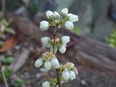 Blueberry02_1.jpg