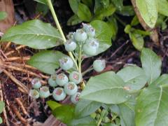 Blueberry02_2.jpg
