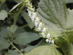 aojiso02_01.jpg