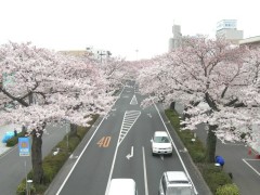 sakura06_2.jpg