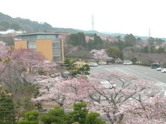 sakura06_4.jpg